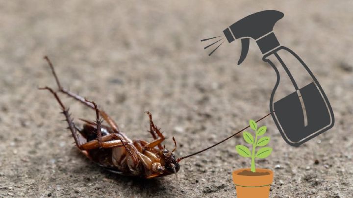 ¿Cómo eliminar las cucarachas con aromatizante?