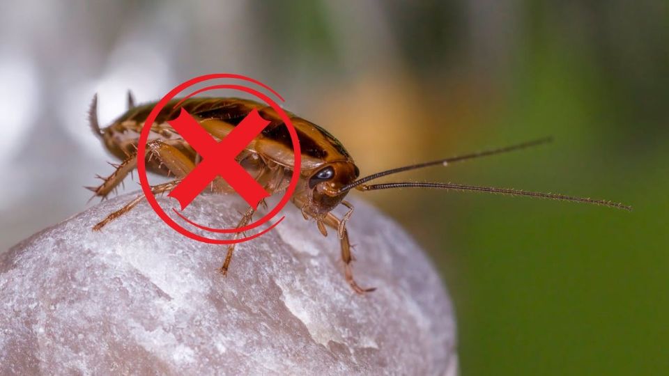 Con estos remedios caseros se pueden eliminar los huevos de las cucarachas