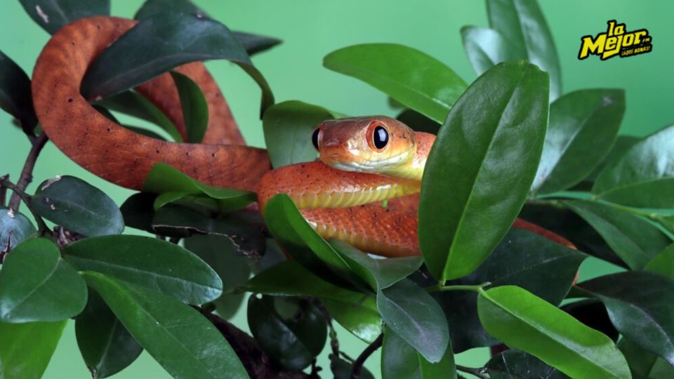 Este árbol de clima seco atrae a las serpientes.