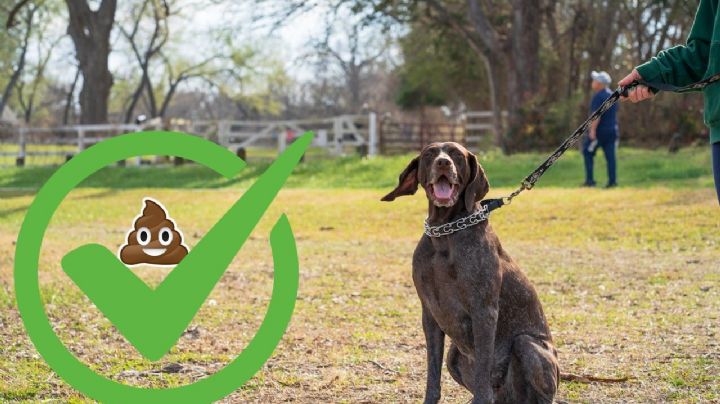 La mejor forma de deshacerte de las heces de tu perro