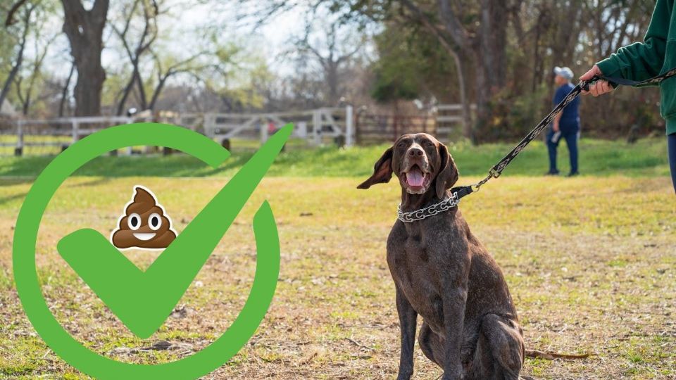 La responsabilidad como dueños de mascotas va más allá de este procedimiento básico