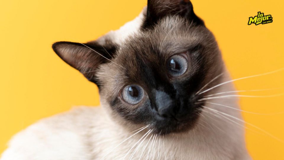 Descubre cuáles son las razas de gatos más afectuosas y calmadas, ideales para vivir en espacios no tan grandes.