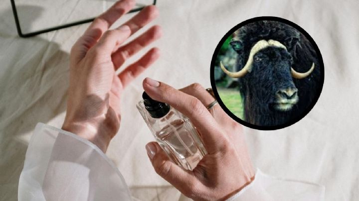 El ingrediente que tienen todos los perfumes buenos, que huelen rico y duran todo el día