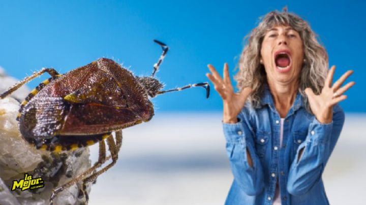 Así puedes eliminar las chinches de tu sillón sin dañarlo