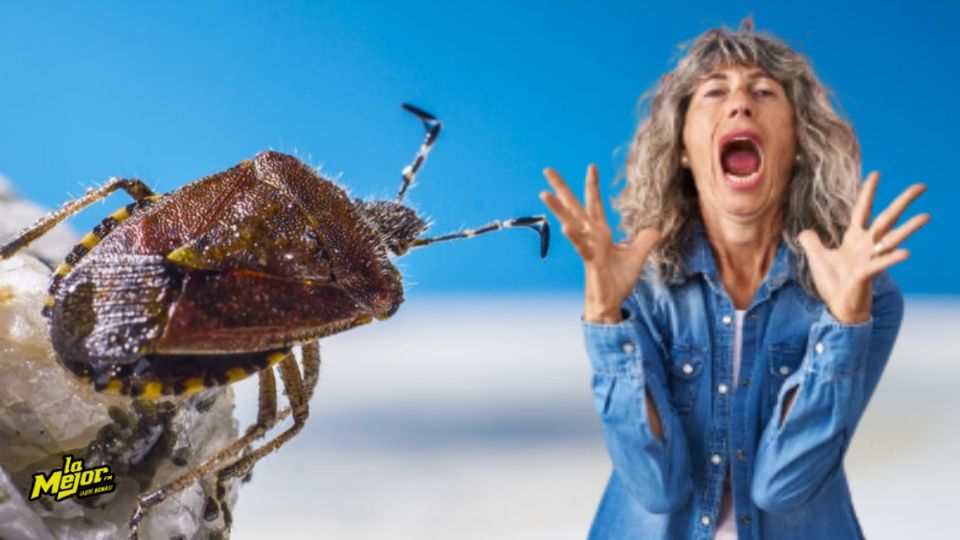 Conoce cuál es el método ideal para eliminar las chinches de tu sillón sin dañarlo.