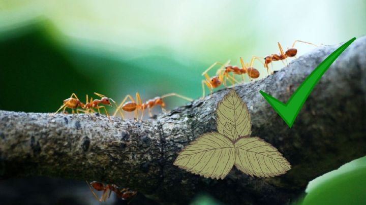 ¿Cómo ahuyentar las hormigas con menta?