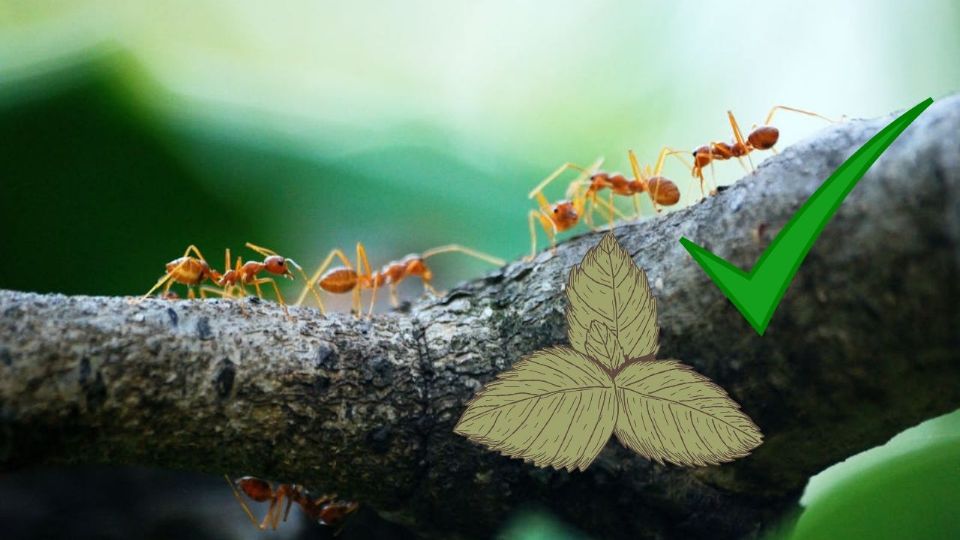 En la búsqueda de soluciones no tóxicas y respetuosas con el medio ambiente, la naturaleza misma ofrece recursos sorprendentes, y la menta se erige como un ejemplo