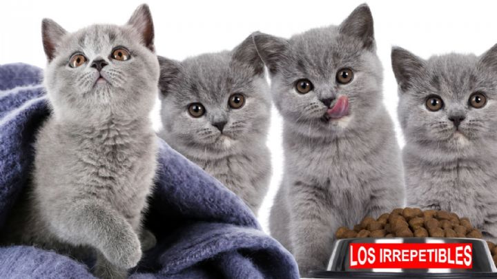 Los Irrepetibles: Tiendas 3B regala cobija en la compra de croquetas para gato ¿Cómo y cuándo?