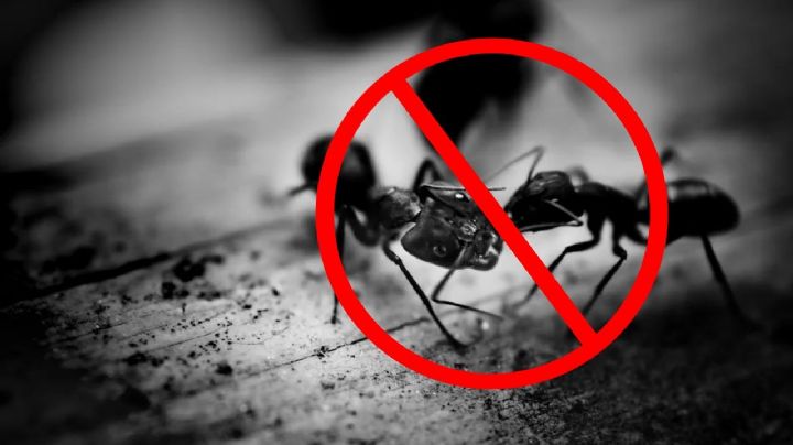 ¿Cómo eliminar los nidos de hormiga de tu casa?