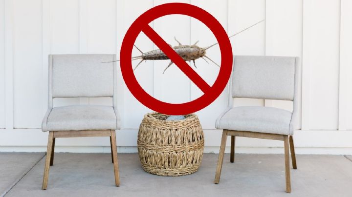 ¿Cómo eliminar los pececillos de plata que se esconden en tu casa?