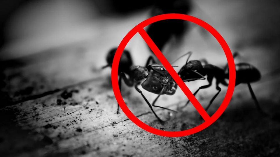 Eliminar los nidos de hormigas de tu casa requiere un enfoque estratégico que va más allá de simplemente matar a los individuos