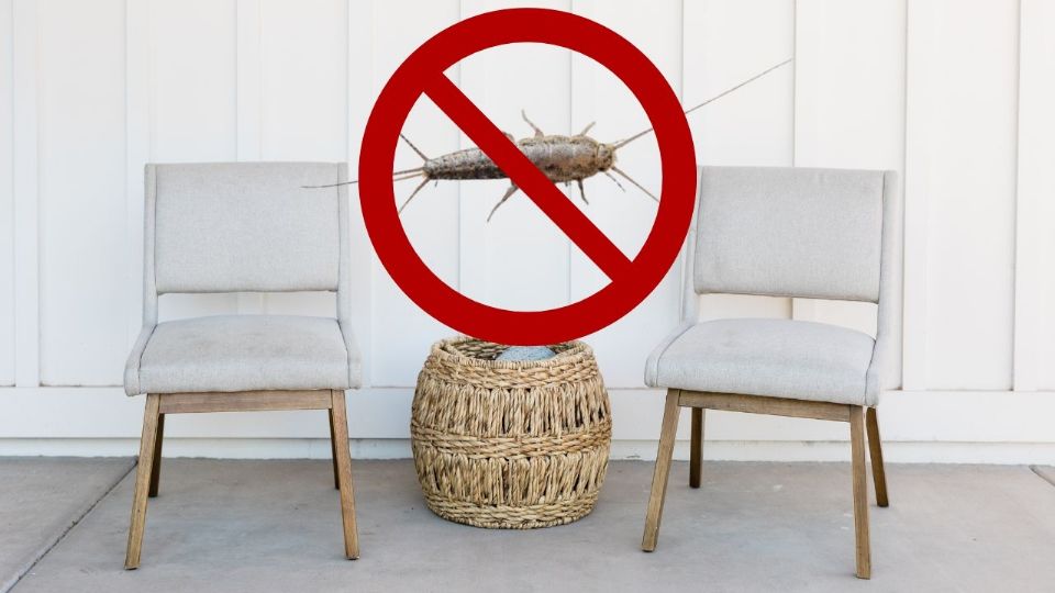 Estos insectos, que prosperan en la humedad, pueden ser controlados y erradicados mediante la aplicación de medidas específicas