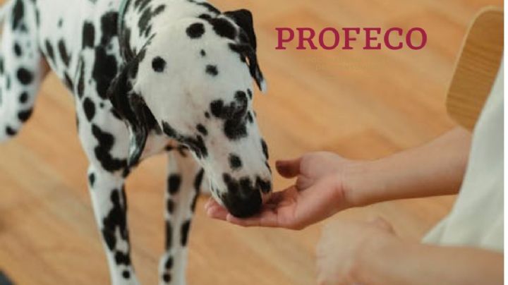 Estas son las marcas de alimentos para perros que Profeco no recomienda por estos motivos