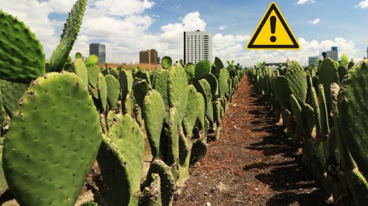 ¿Qué personas no deben comer nopales?