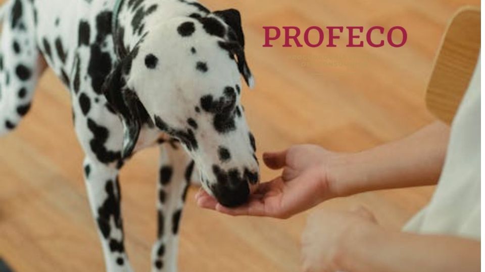 Profeco ha realizado un estudio de cuáles son las marcas de alimentos para perros que no cumplen con los estándares de calidad