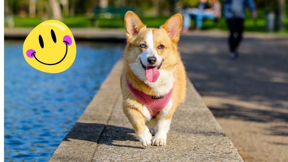 Comprender las señales de felicidad de tu perro es esencial para asegurar su bienestar y fortalecer la conexión que compartes