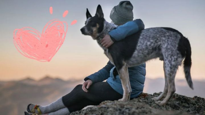 5 razas de perros tiernas y familiares que traerán felicidad a tu vida