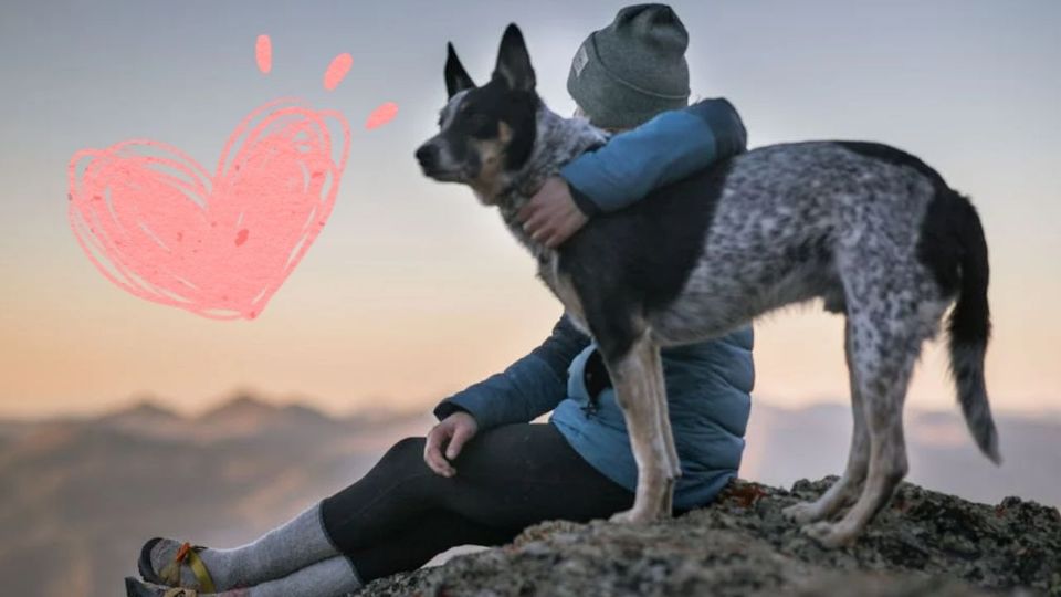 Al considerar integrar un perro a tu familia, es esencial investigar a fondo las necesidades específicas de cada raza en cuanto a ejercicio, socialización y cuidados