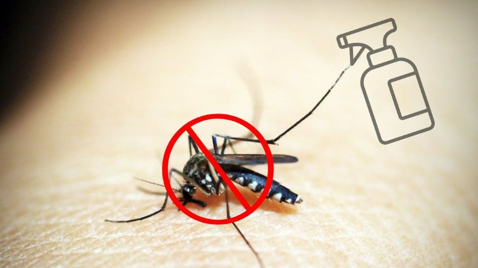 La solución para los zancudos reside en un remedio casero tan simple como efectivo: la infusión de manzanilla