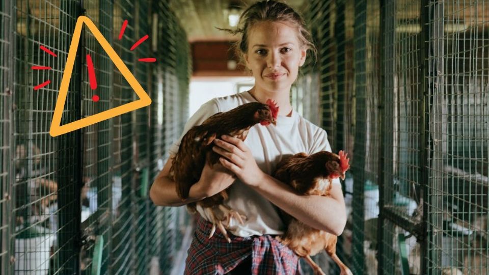 La prevención de la gripe aviar se basa en un conjunto de precauciones sensatas y fácilmente aplicables, centradas en la minimización del contacto con aves enfermas