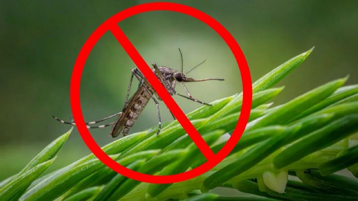 Los mejores consejos para evitar que los mosquitos hagan un nido en tu casa