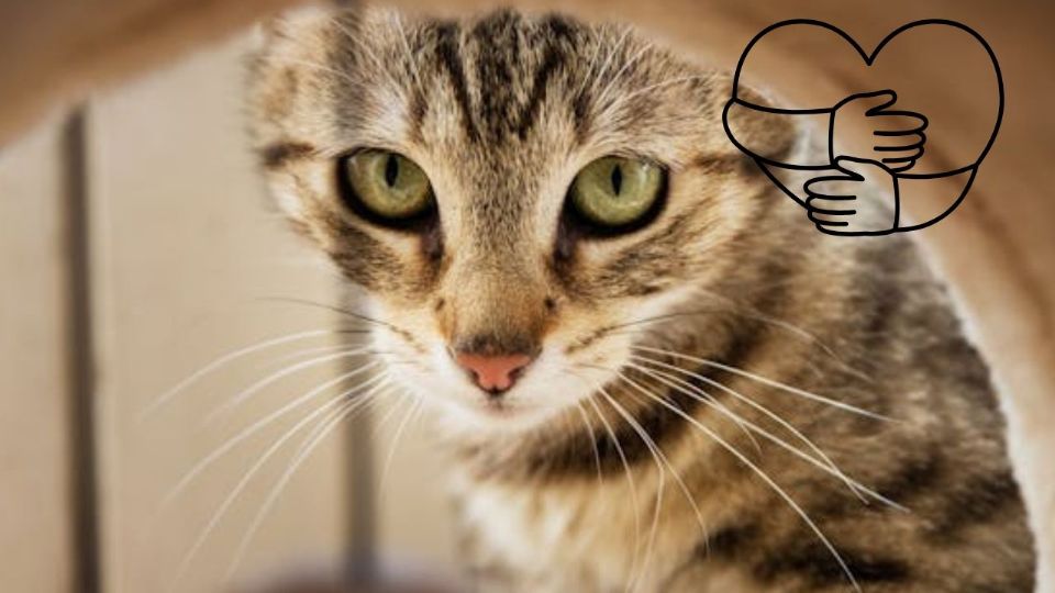 La ingestión de bolas de pelo es una situación frecuente en la vida de los gatos, un resultado natural de su meticuloso hábito de acicalamiento