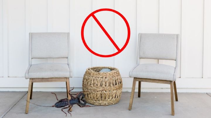 ¿Cómo eliminar los vinagrillos de tu casa?