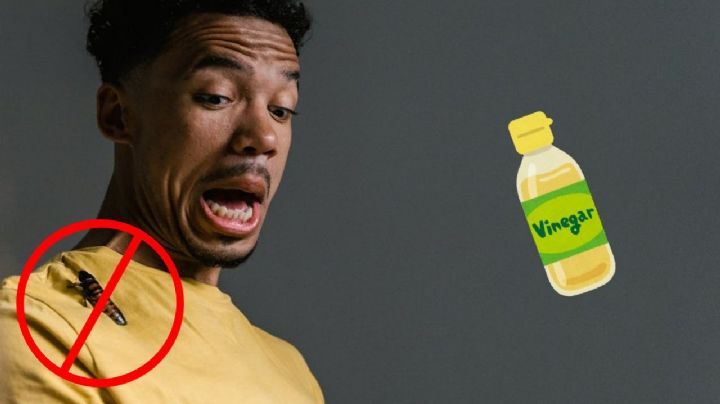 ¿Cómo eliminar cucarachas con vinagre blanco?