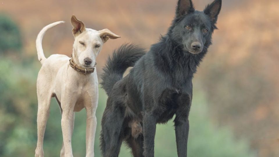 Comprender por qué los perros se comportan de esta manera no solo satisface nuestra curiosidad, sino que también fortalece el vínculo