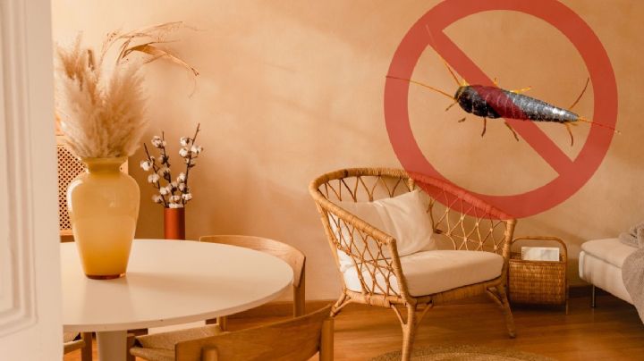 ¿Cómo eliminar los pececillos de plata que se esconden en tu casa?