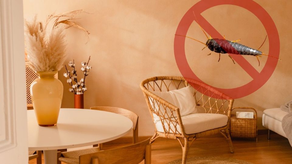 Estos insectos, aunque inofensivos para los humanos, se alimentan de almidón y materiales orgánicos