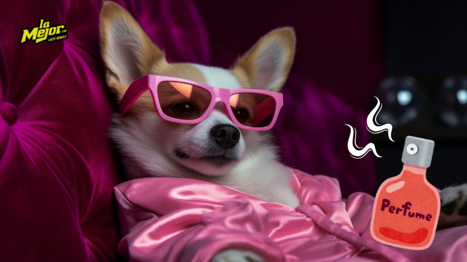 La marca de lujo Dolce & Gabbana creó un perfume para perros, quédate que te contamos todo lo que debes saber.