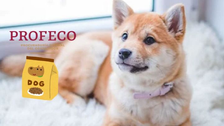 Las mejores croquetas para perro en el 2025 que debes comprar si amas tu mascota, según Profeco