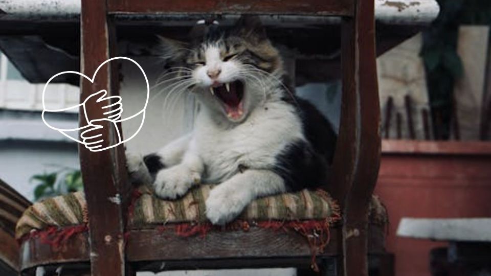 Cuidar a un gato anciano implica adaptar su entorno y rutinas para facilitar su día a día