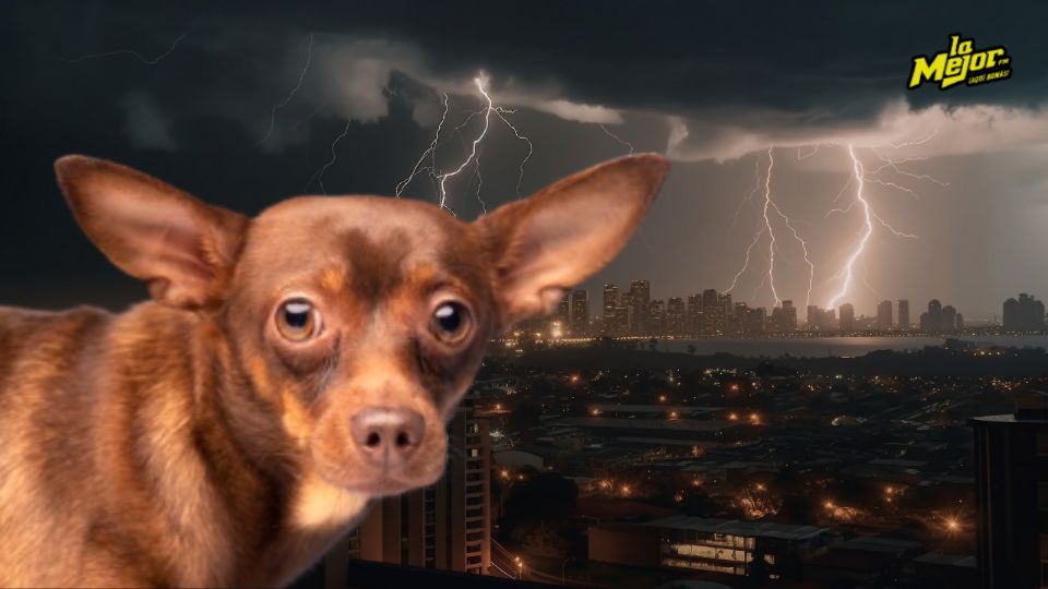 Si tu perro se asusta con los truenos, estos trucos te serán de utilidad.