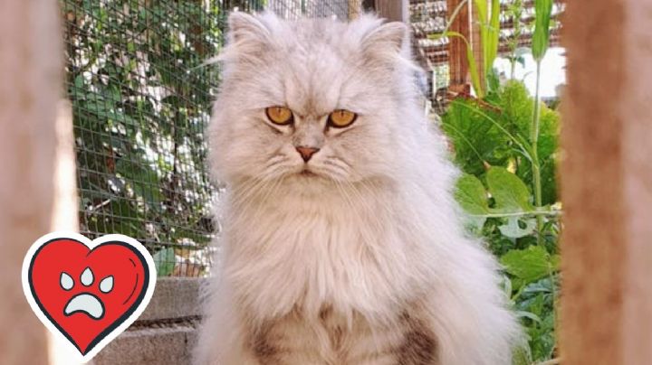 ¿Cómo hacer que tu gato expulse las bolas de pelo?