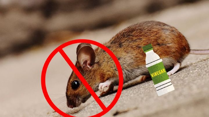 ¿Cómo eliminar las ratas de casa con vinagre?