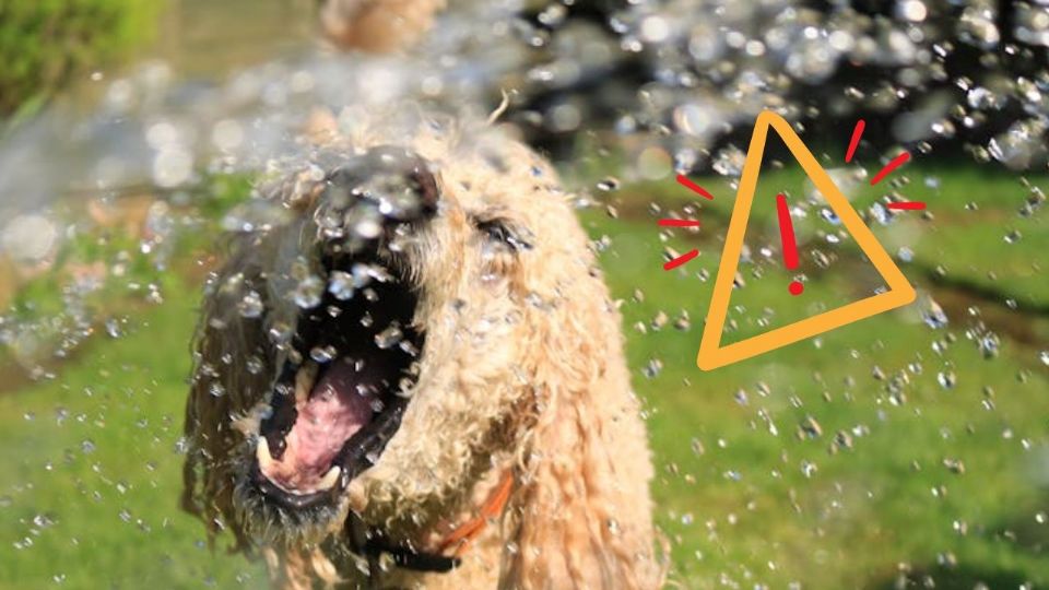 Los ladridos de tu perro pueden revelar mucho sobre lo que siente o necesita