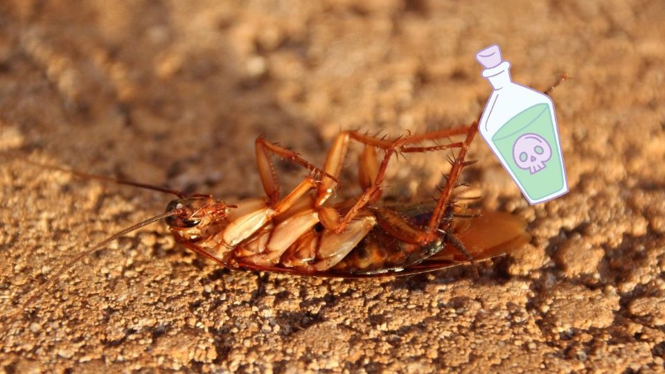 El ácido bórico ofrece una alternativa económica y efectiva para eliminar cucarachas sin recurrir a productos químicos agresivos