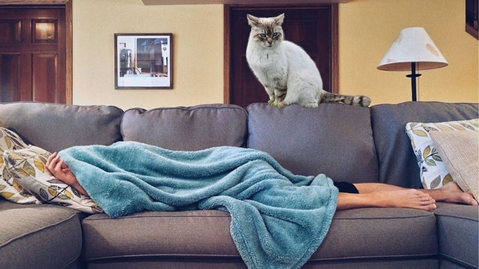 La relación entre humanos y gatos ha evolucionado con el tiempo, pero sus instintos salvajes siguen presentes