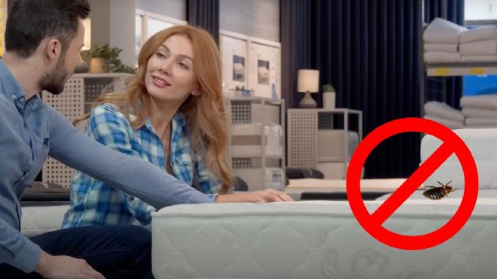 ¿Cómo eliminar las chinches del colchón?