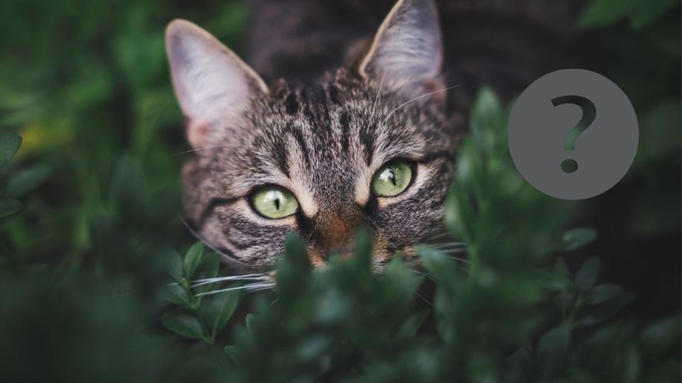 Estos felinos, a menudo independientes, han desarrollado habilidades para sobrevivir en entornos urbanos, lo que los hace particularmente interesantes