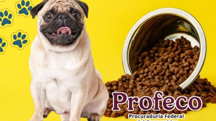 Las croquetas para perros que nunca debes comprar si en verdad amas a tus mascotas, según Profeco