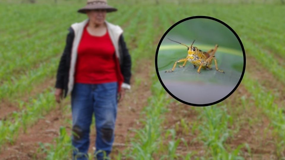 Los chapulines representan una plaga endémica que afecta a múltiples regiones agrícolas, especialmente en estados como Durango