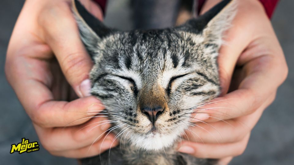 Si tienes un gato en casa, seguramente has cometido alguno de estos errores sin darte cuenta.
