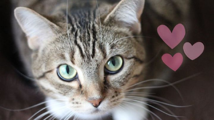 ¿Tu gato te lleva animales a la cama? Este es el significado