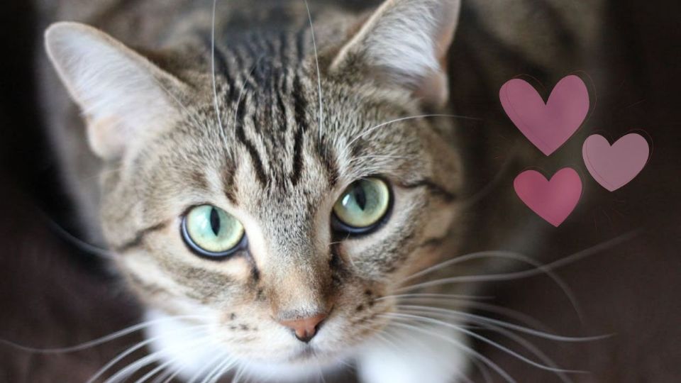 El acto de llevar animales a la cama es mucho más que una simple rareza felina